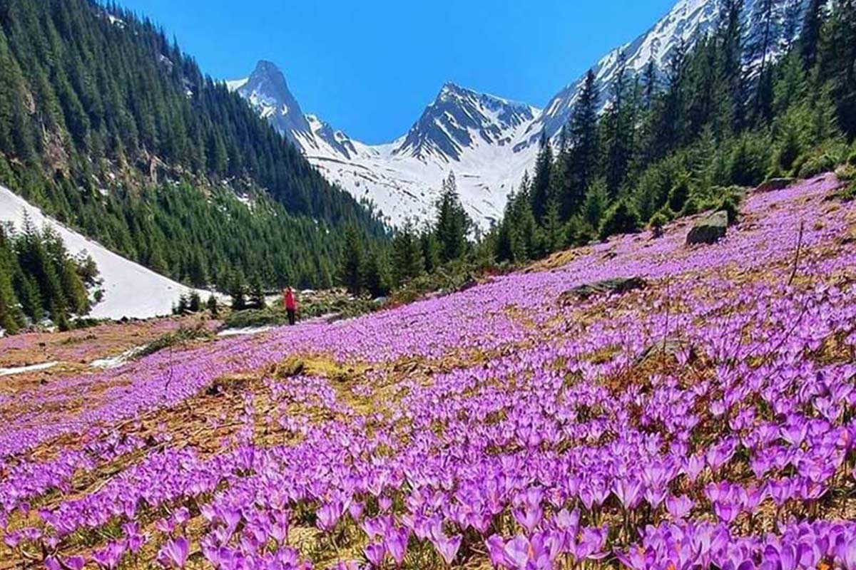 Valea Sambetei din Munții Făgăraș